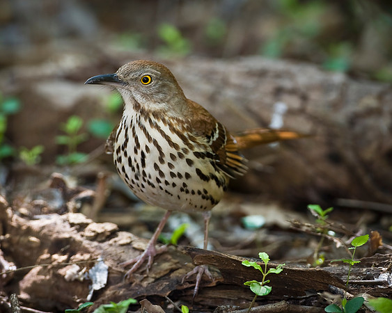 Brown Thrasher