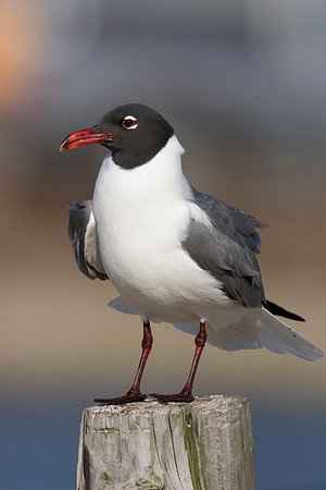 Laughing Gull