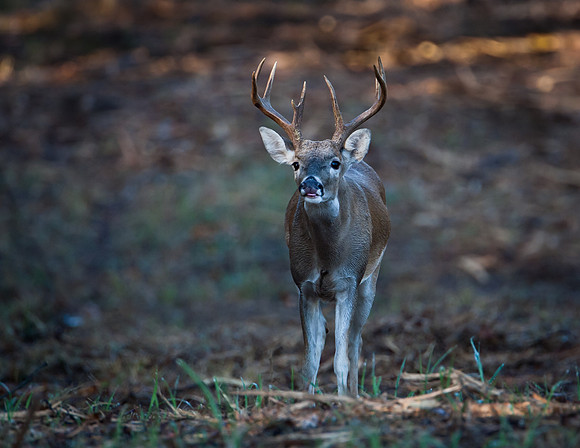White-tailed  Deer - Fort Worth Nature Center