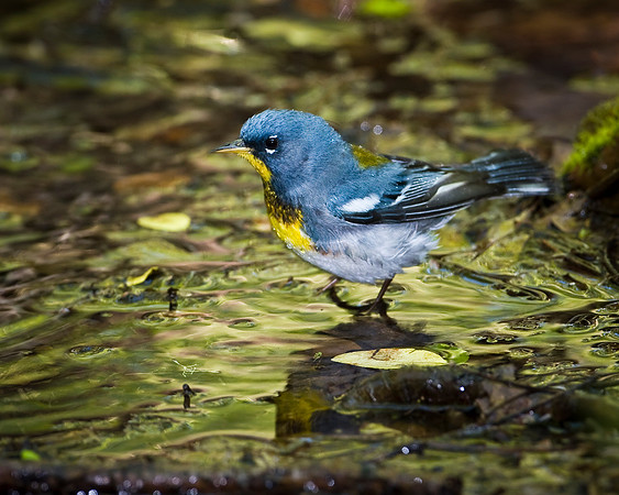 Northern Parula