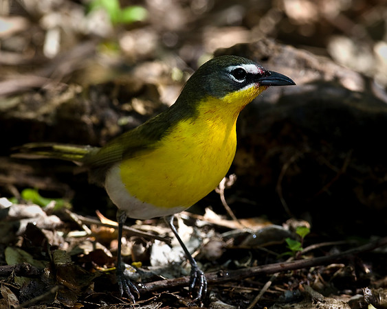 Yellow-breasted Chat