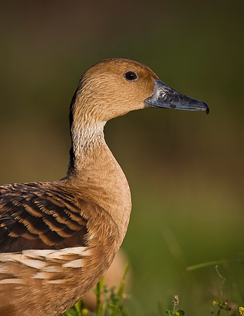 Fulvous Whistling-Duck 2998