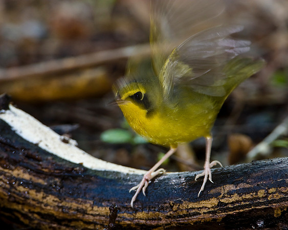 Kentucky Warbler