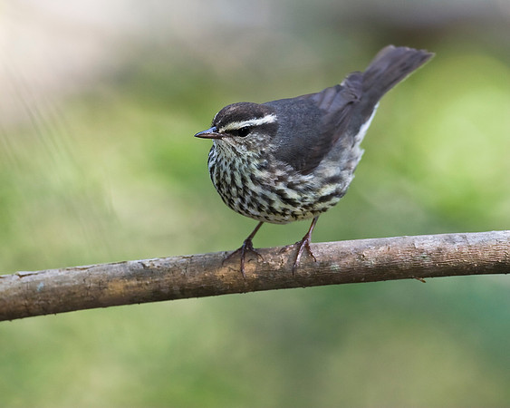 Louisiana Waterthrush