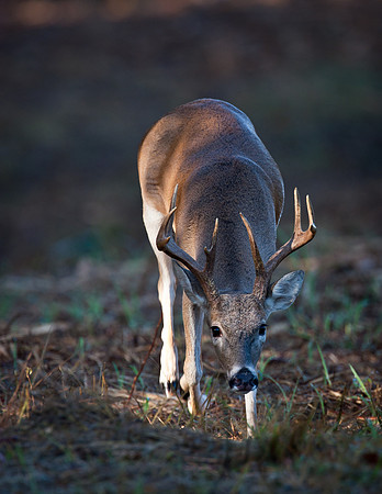 White-tailed Deer - Fort Worth Nature Center