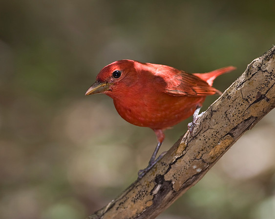 Summer Tanager