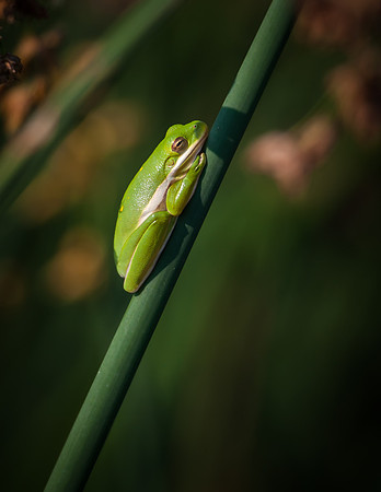 Tree Frog - Fort Worth Nature Center