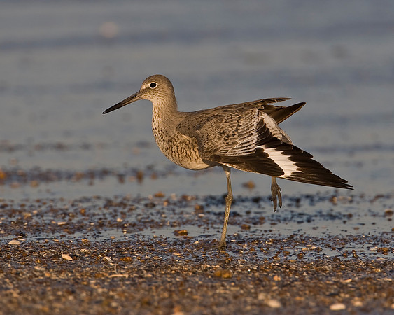 Willet