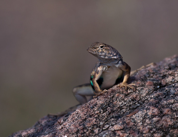 Collard Lizard (F) - Llano, Tx.