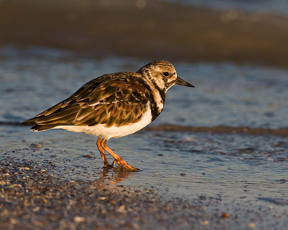 Ruddy Turnstone