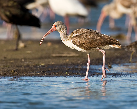 White Ibis (juv)