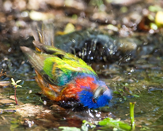 Painted Bunting