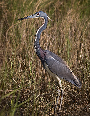 Tricolored Heron