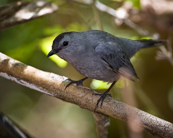 Grey Catbird