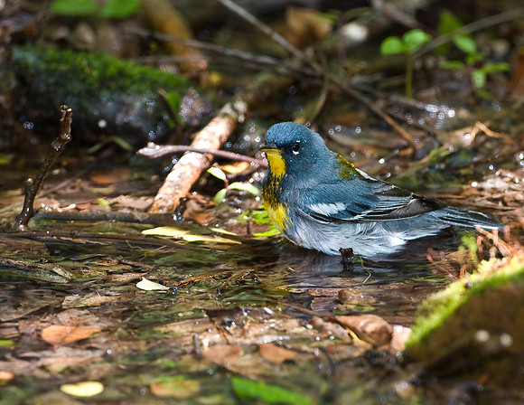 Northern Parula