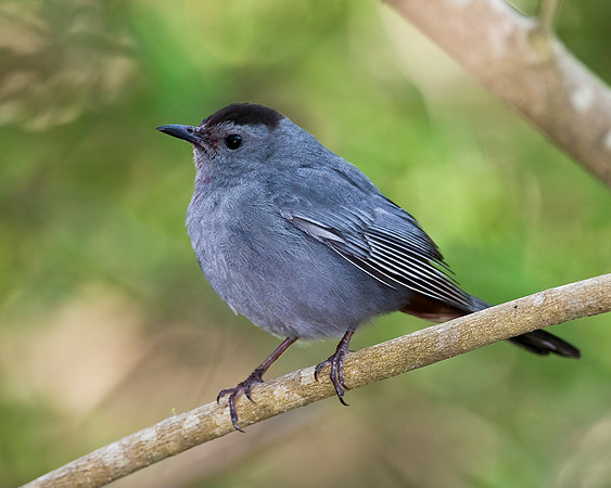 Grey Catbird