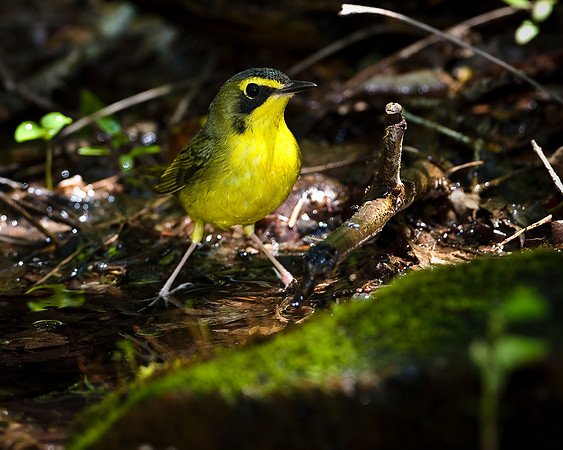 Kentucky Warbler