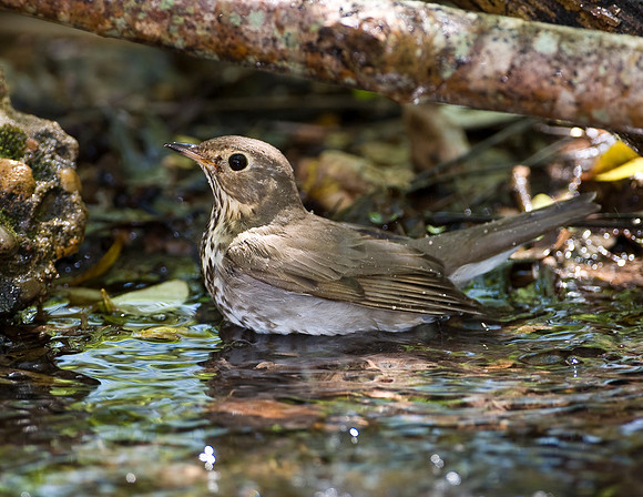 Swainson's Thrush