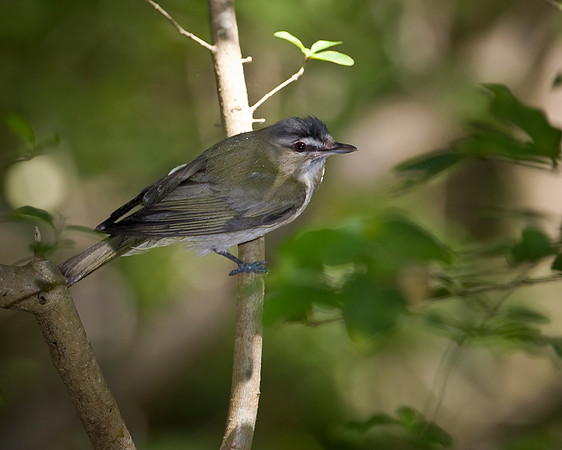 Red-eyed Vireo