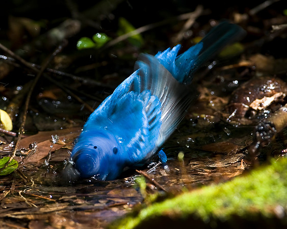 Indigo Bunting