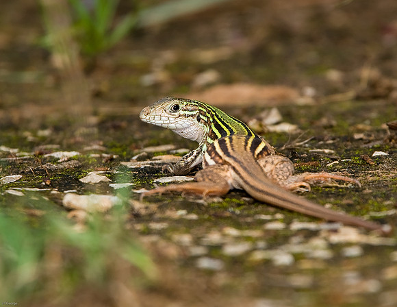 Whiptail Lizard - Ft. Worth Nature Center