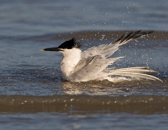 Sandwich Tern