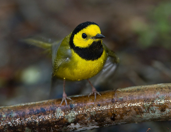 Hooded Warbler