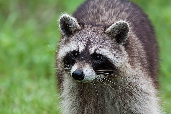 Raccoon - Rockport, Tx.