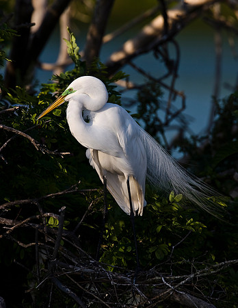 Great Egret