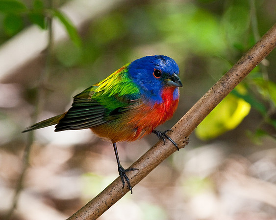 Painted Bunting