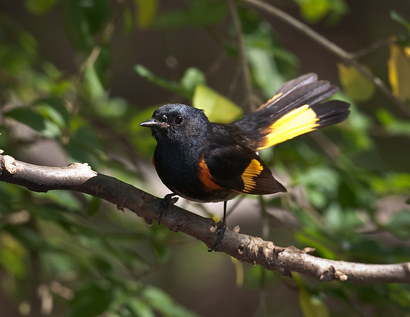 American Redstart