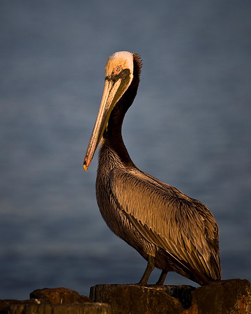 Brown Pelican