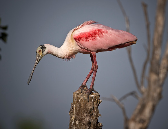Roseate Spoonbill
