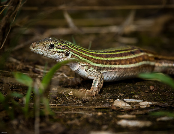 Whiptail Lizard - Ft. Worth Nature Center
