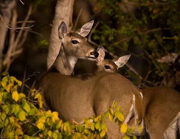 White-tailed Deer - Ft. Worth Nature Center