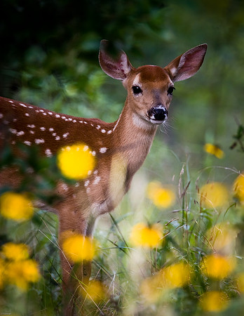 White-tailed Deer - Ft. Worth Nature Center