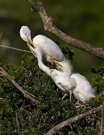 Great Egret