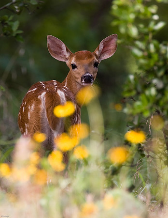 White-tailed Deer - Ft. Worth Nature Center