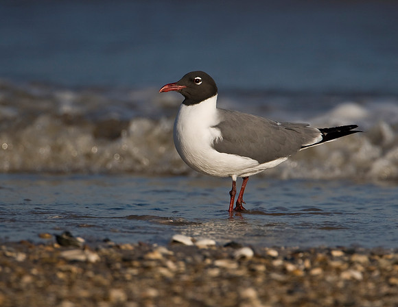 Laughing Gull
