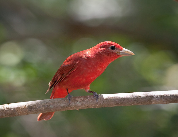 Summer Tanager