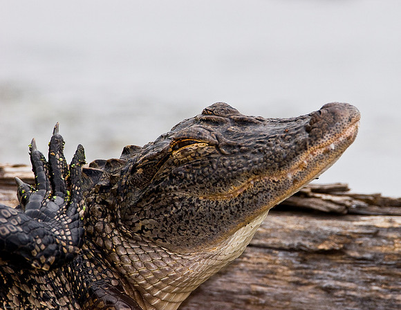 American Alligator - Ft Worth Nature Center