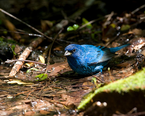 Indigo Bunting