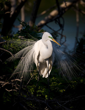 Great Egret