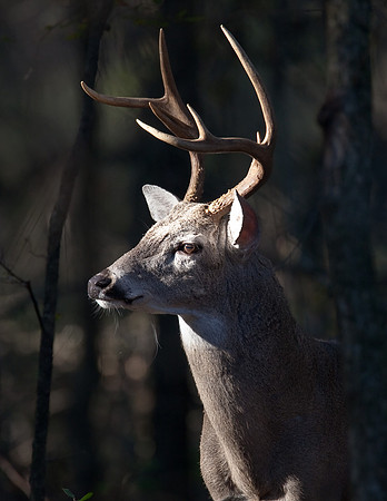 White-tailed Deer - Ft. Worth Nature Center