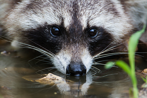 Raccoon - Rockport, Tx.