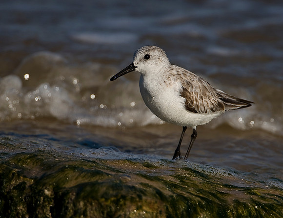 Sanderling