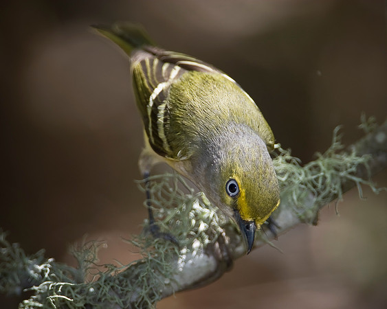 White-eyed Vireo