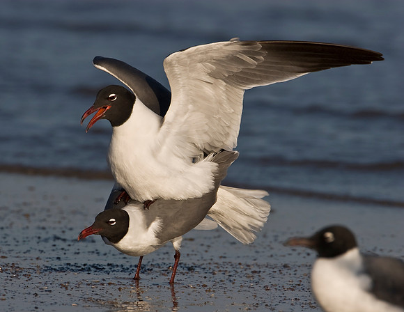 Laughing Gull