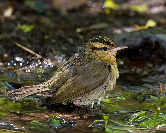 Worm-eating Warbler