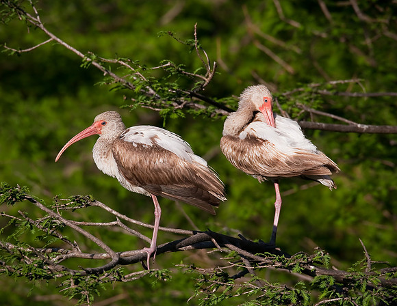 White Ibis (juv)
